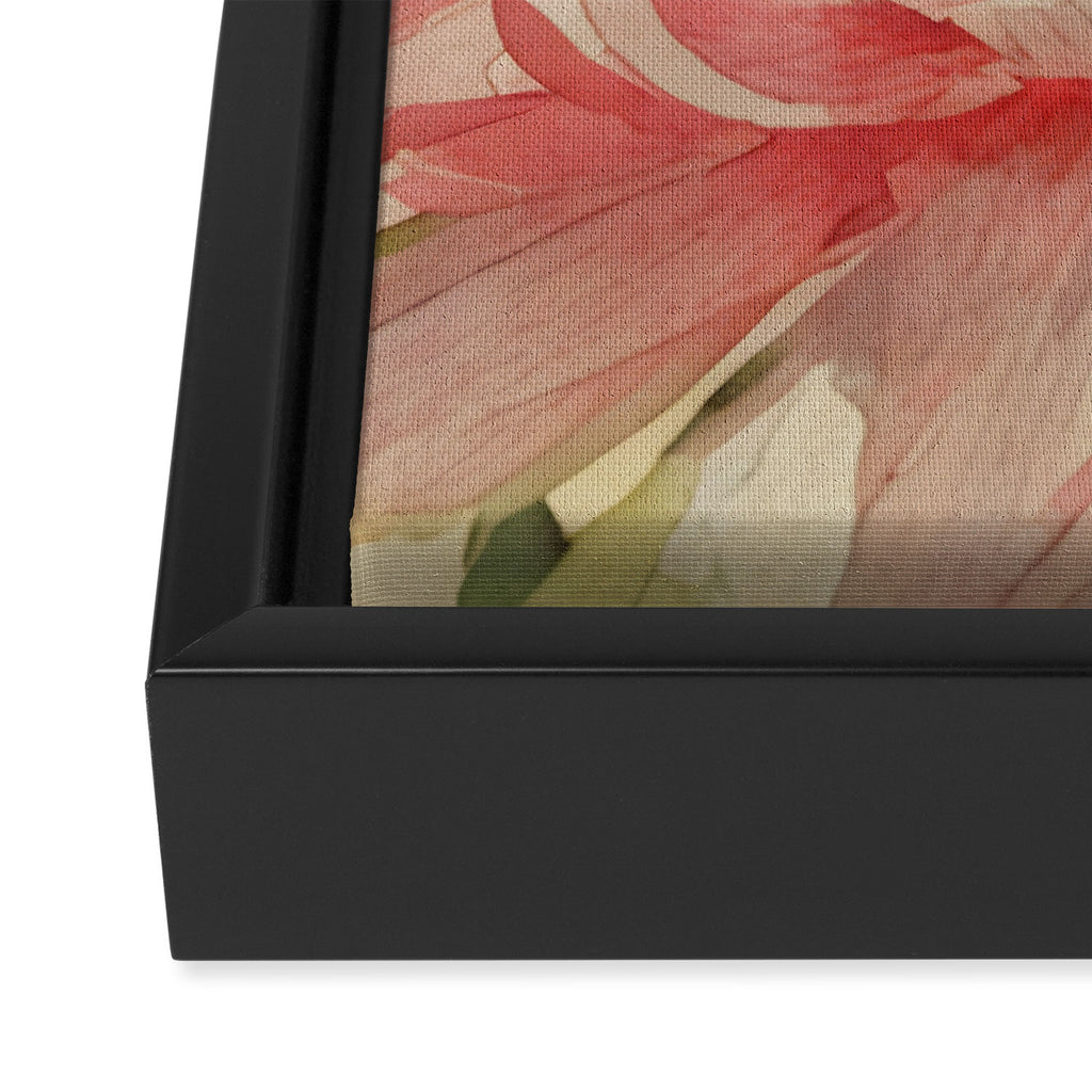 Pink germini dahlia flower 3 Framed Canvas Print Gallery Image 3