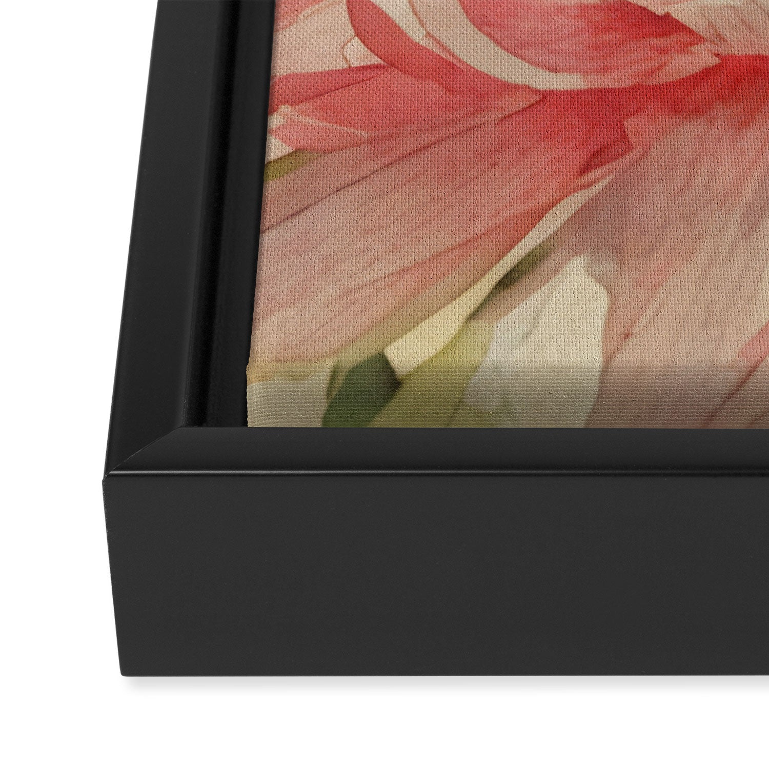 Pink germini dahlia flower 3 Framed Canvas Print Gallery Image 3