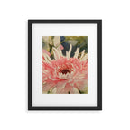 Pink germini dahlia flower 3 Framed Art Print Gallery Image 6