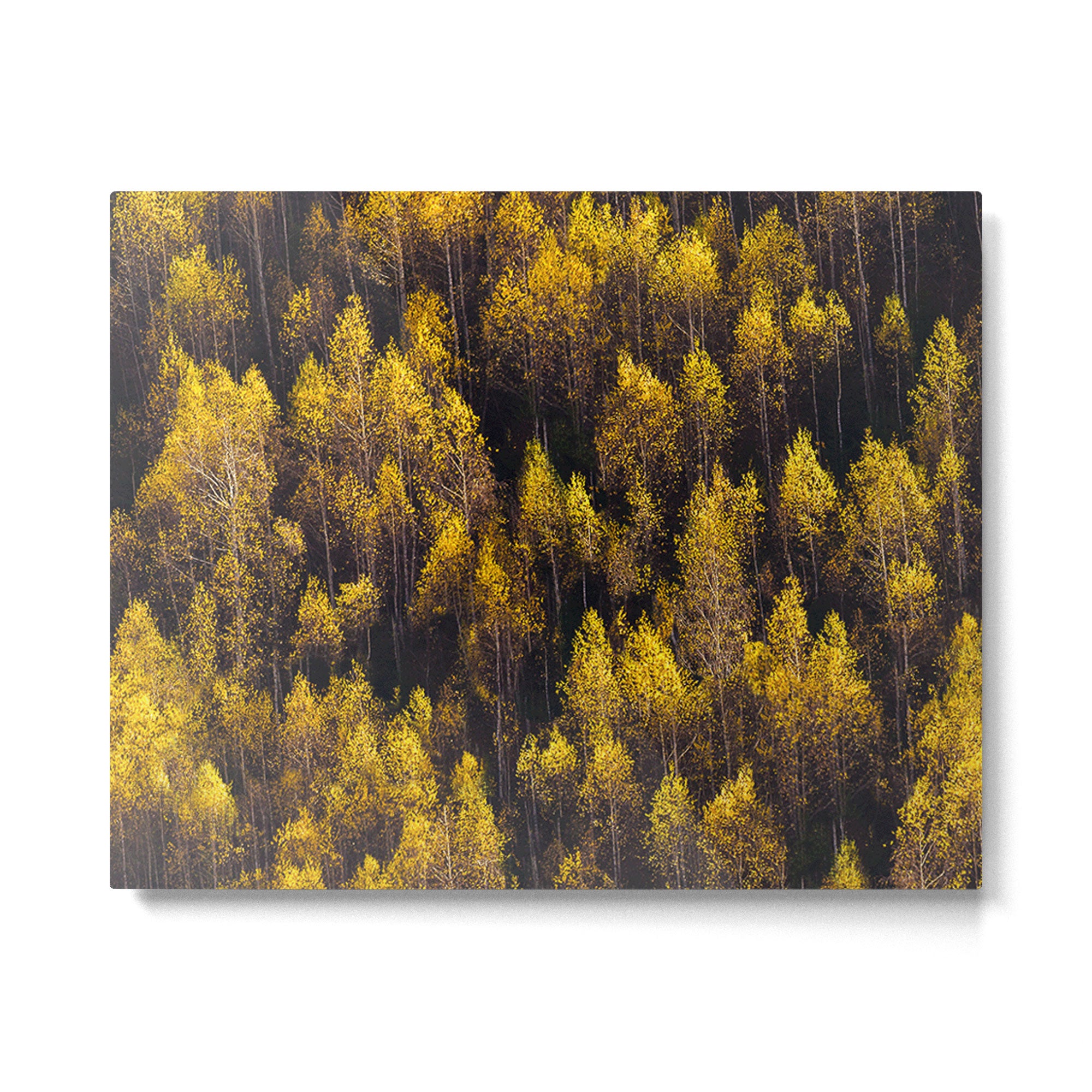 landscape trees 87 Metal Print Gallery Image 4