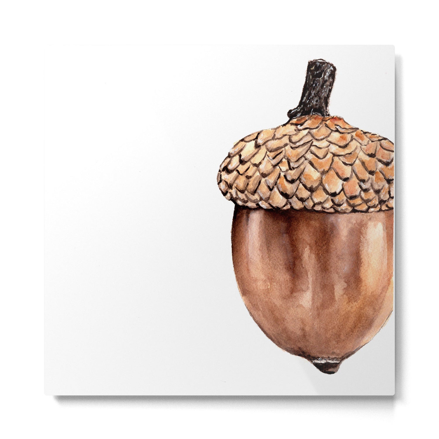 Fall Harvest. Acorn. Watercolor painting. Metal Print Gallery Image 2
