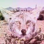 Lost Kat Photography