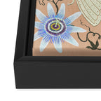Cicada and Passionflower Framed Canvas Print Gallery Image 3