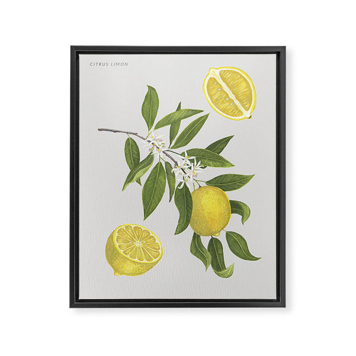 Lemon Tree Framed Canvas Print Gallery Image 1