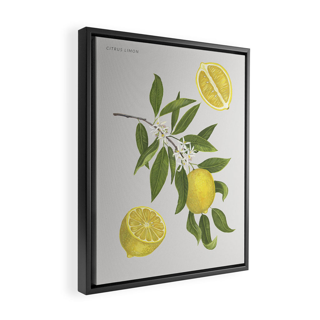 Lemon Tree Framed Canvas Print Gallery Image 2