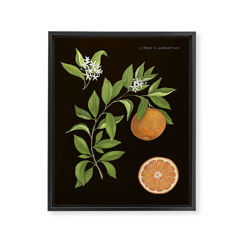 Seville Orange Framed Canvas Print Gallery Image 6