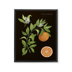 Seville Orange Framed Canvas Print Gallery Image 6