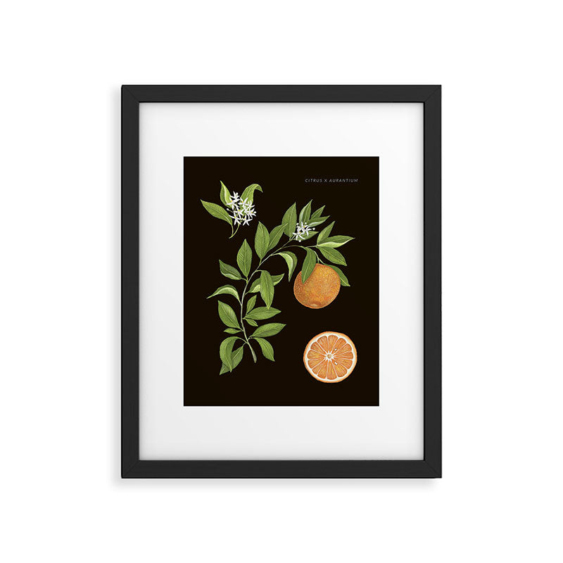 Seville Orange Framed Art Print Gallery Image 5
