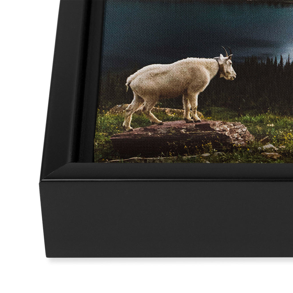 A Walk With The Mountain Goats Framed Canvas Print Gallery Image 3