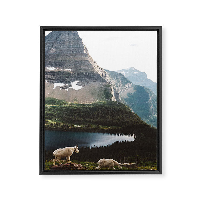 A Walk With The Mountain Goats Framed Canvas Print Gallery Image 6