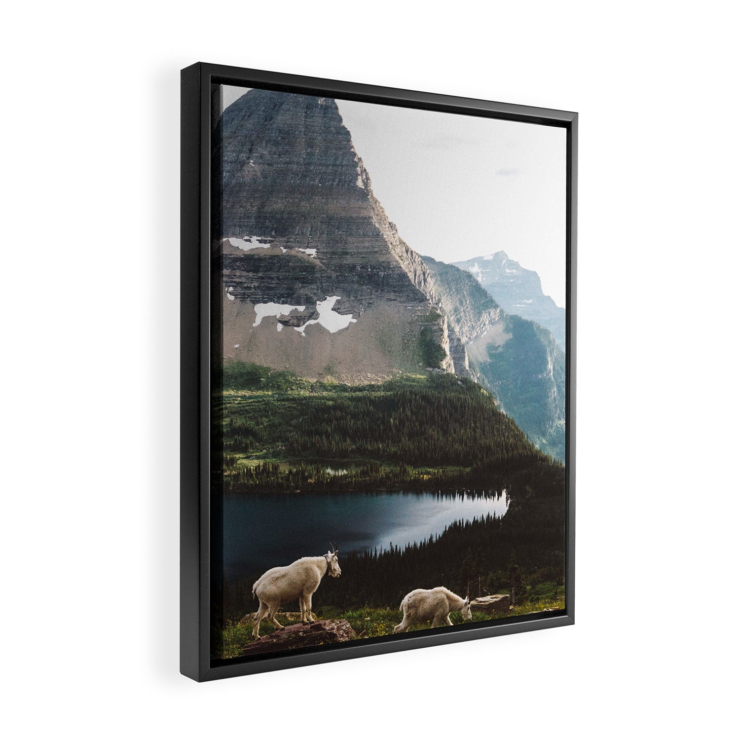 A Walk With The Mountain Goats Framed Canvas Print Gallery Image 2
