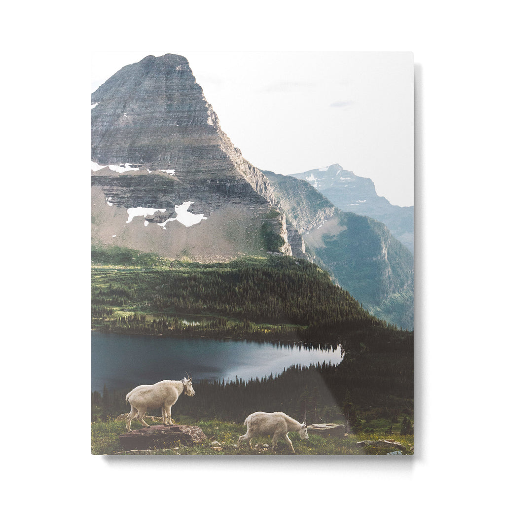A Walk With The Mountain Goats Metal Print Gallery Image 1