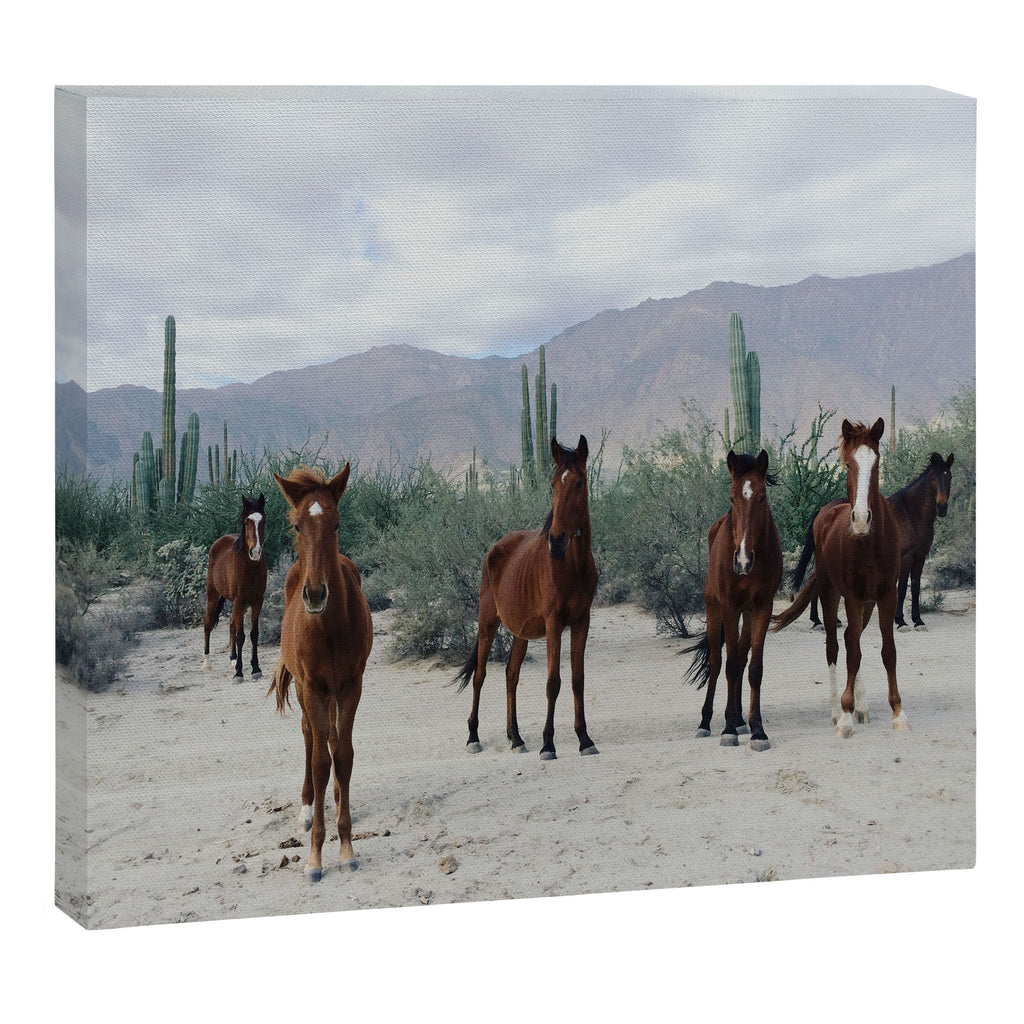 Bahía de los Ángeles Wild Horses Canvas Print Gallery Image 6