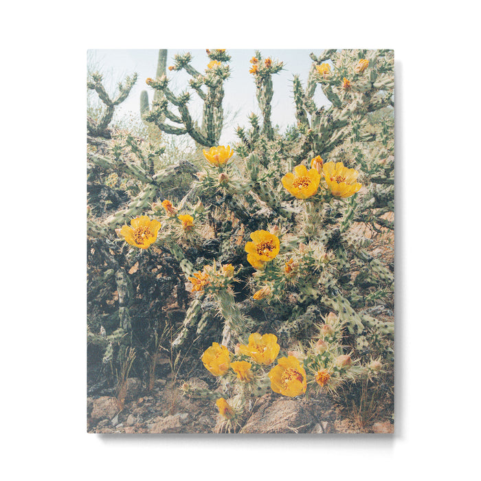 Buckhorn Cholla Cactus Flowers Metal Print Gallery Image 1