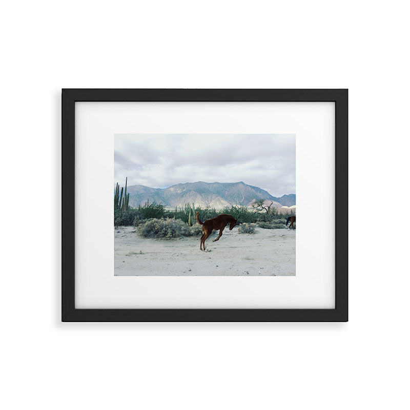 Bucking in Baja Framed Art Print Gallery Image 5