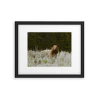 Bush Bear Framed Art Print Gallery Image 5