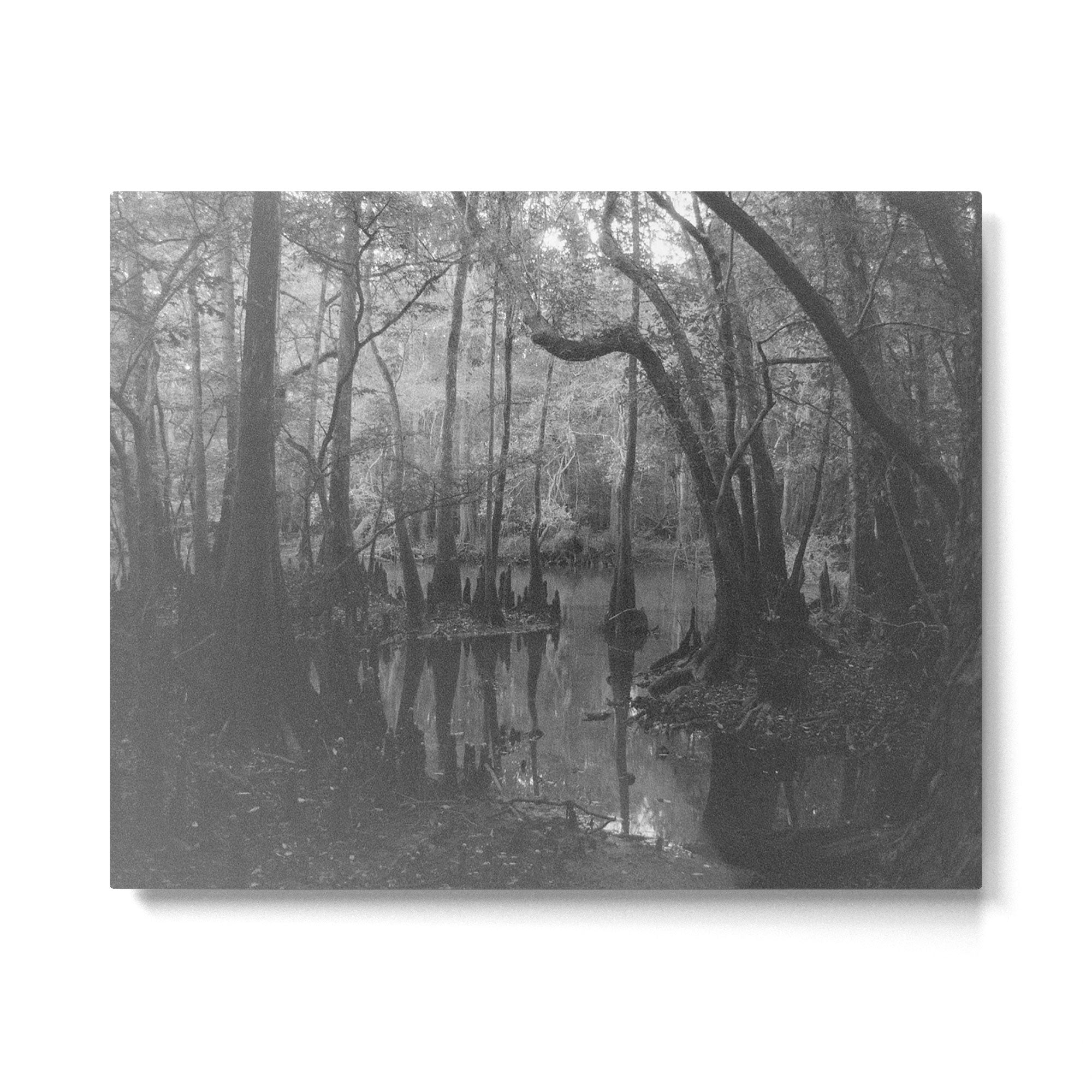 Florida Swamp Metal Print Gallery Image 4