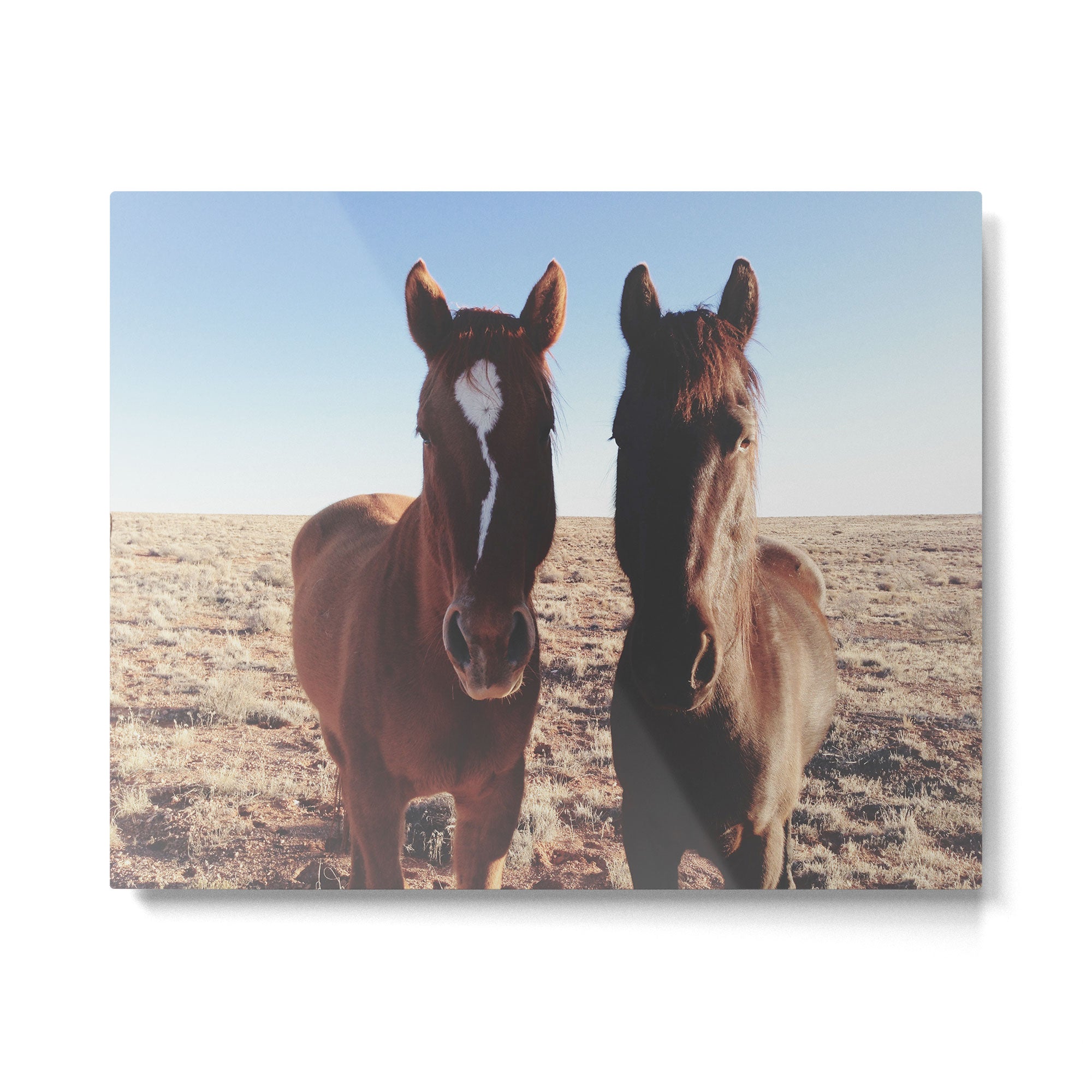 Horse Friends Metal Print Gallery Image 4