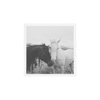 Horse Pair Art Print Gallery Image 1