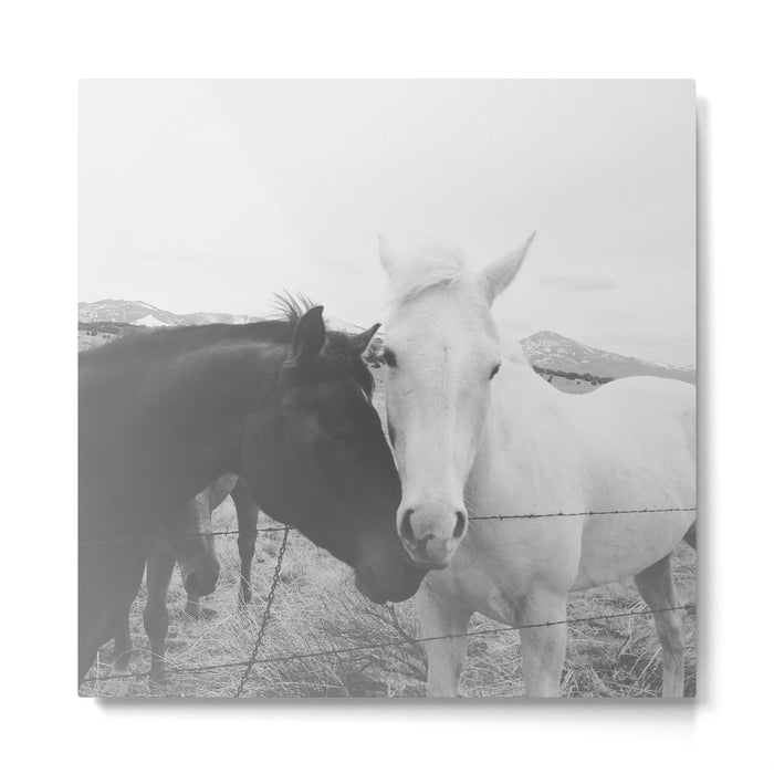 Horse Pair Metal Print Gallery Image 1