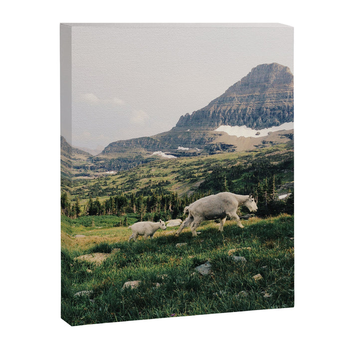 Montana Mountain Goat Family Canvas Print Gallery Image 1
