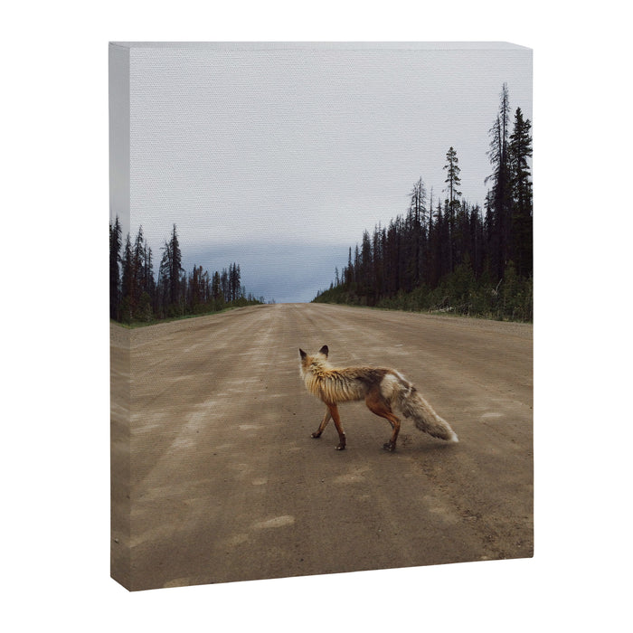 Road Fox Canvas Print Gallery Image 1