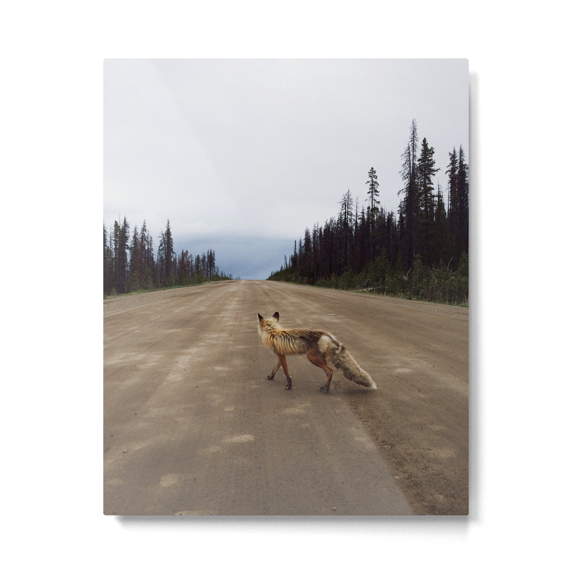 Road Fox Metal Print Gallery Image 4