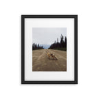 Road Fox Framed Art Print Gallery Image 5
