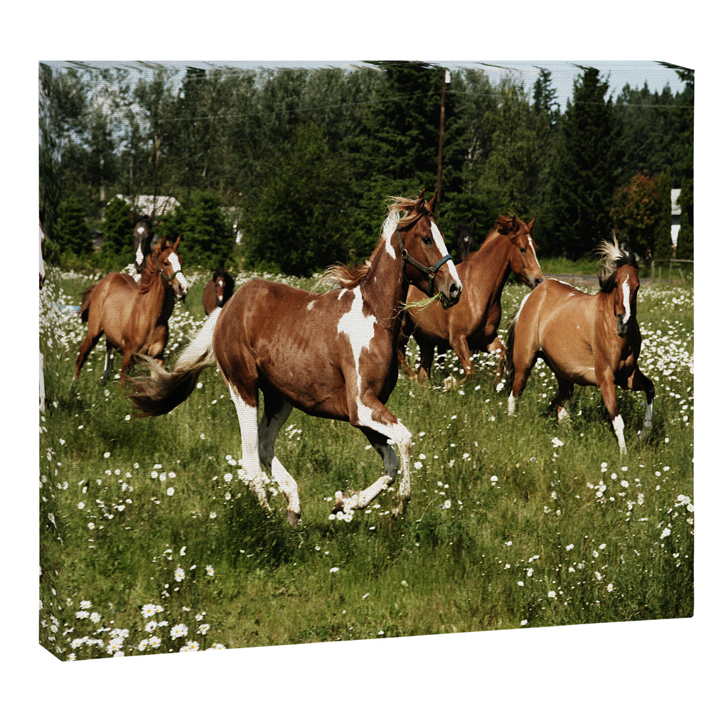 Spring Horse Run Canvas Print Gallery Image 6