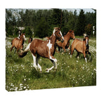 Spring Horse Run Canvas Print Gallery Image 6