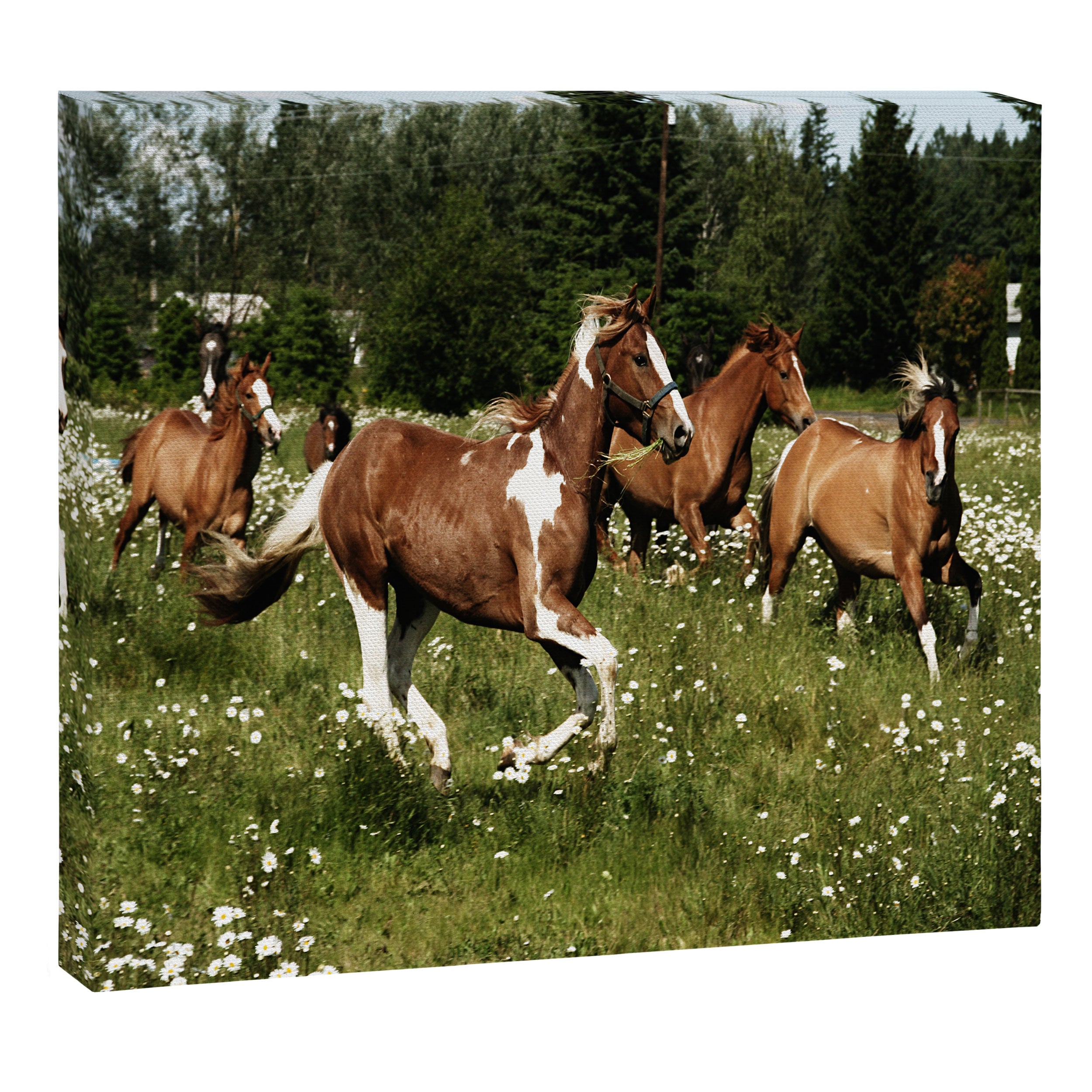 Spring Horse Run Canvas Print Gallery Image 6