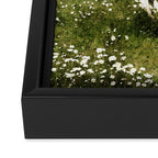Spring Horse Run Framed Canvas Print Gallery Image 3