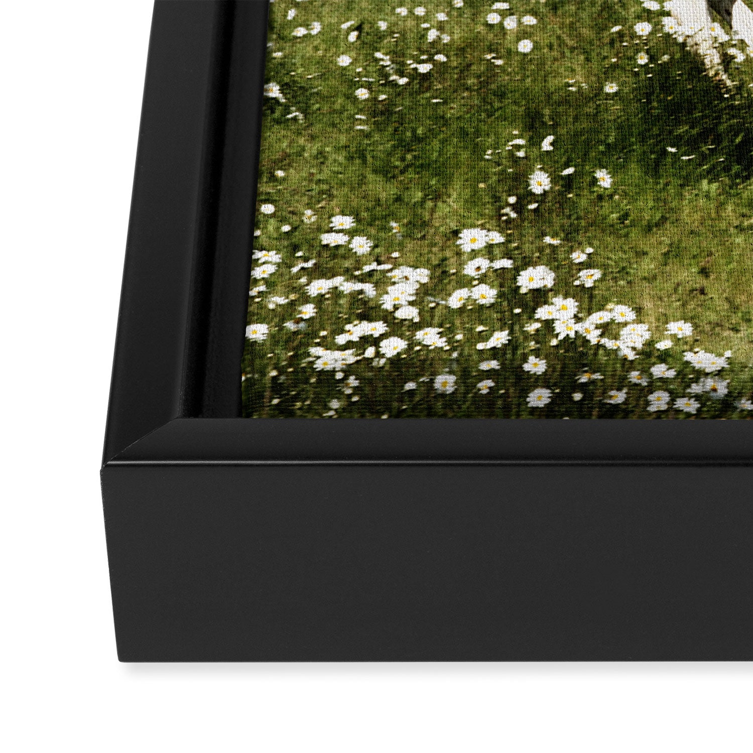 Spring Horse Run Framed Canvas Print Gallery Image 3