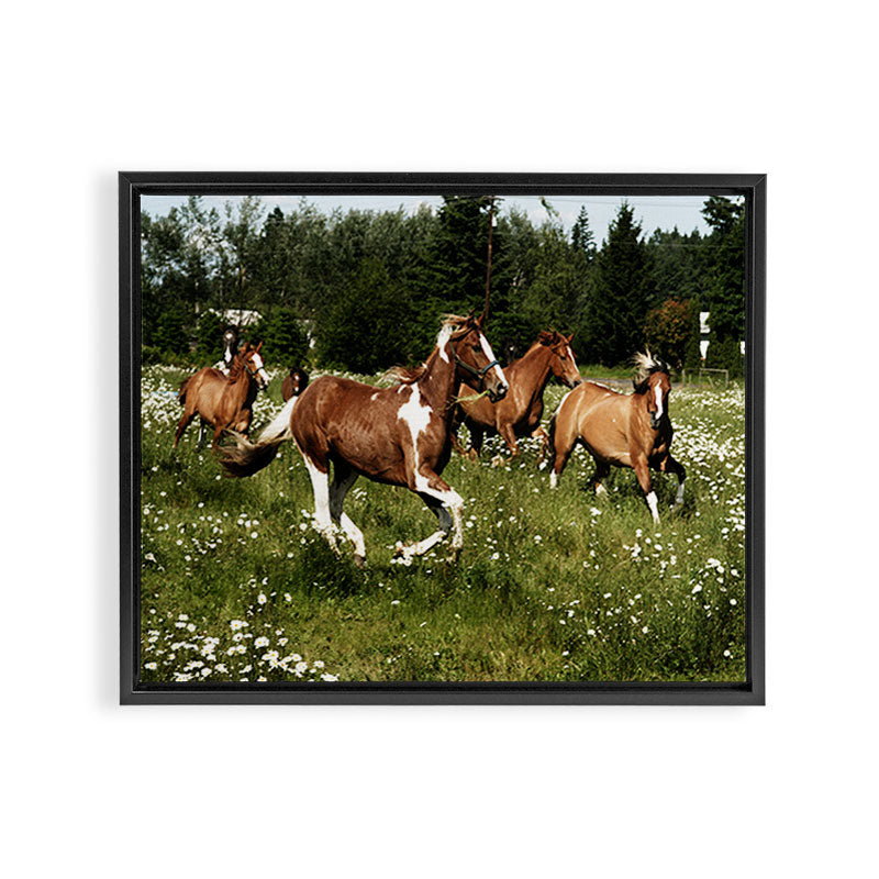 Spring Horse Run Framed Canvas Print Gallery Image 6