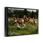Spring Horse Run Framed Canvas Print Gallery Image 2