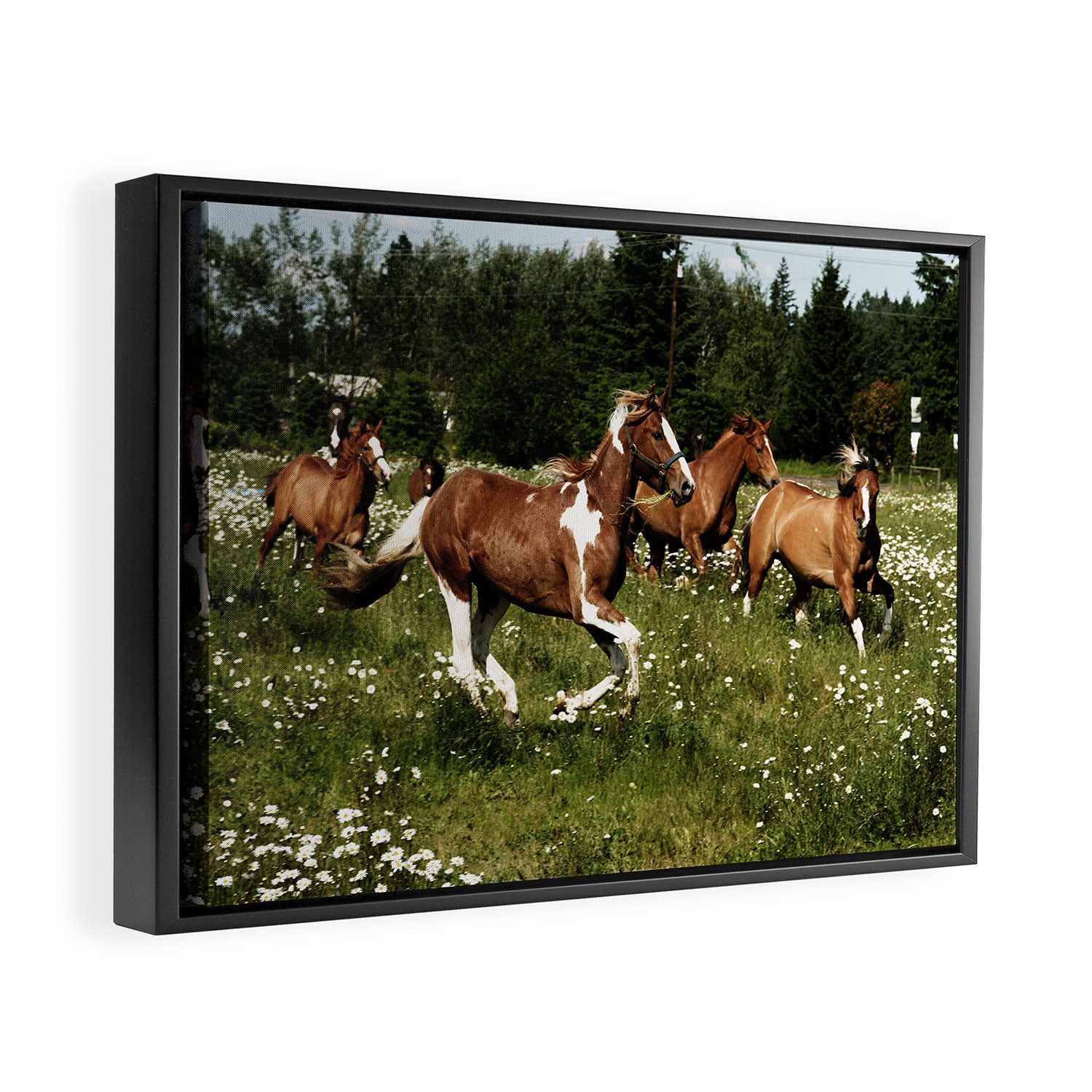Spring Horse Run Framed Canvas Print Gallery Image 2
