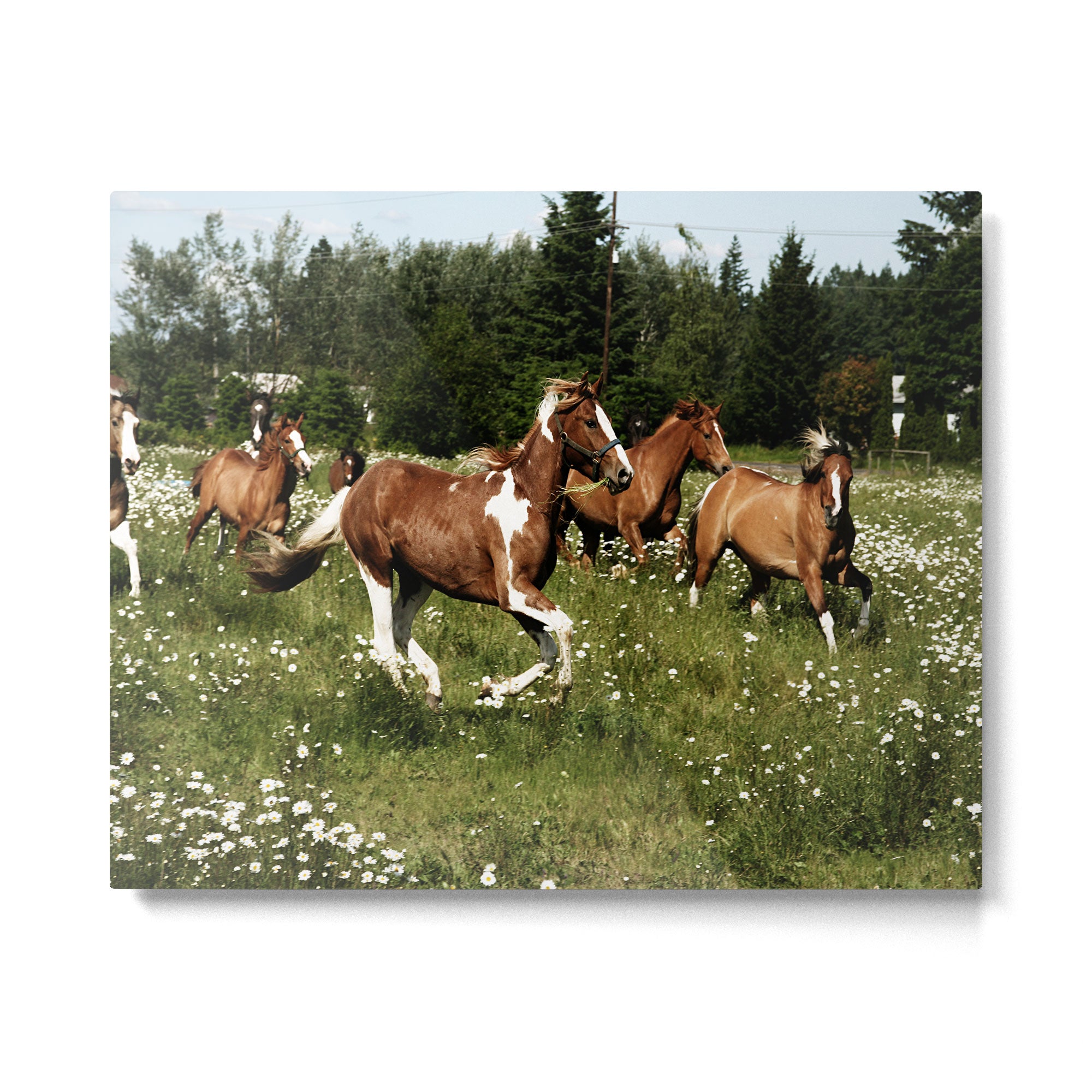 Spring Horse Run Metal Print Gallery Image 4