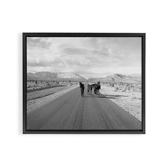 Spring Mountain Wild Horses Framed Canvas Print Gallery Image 1