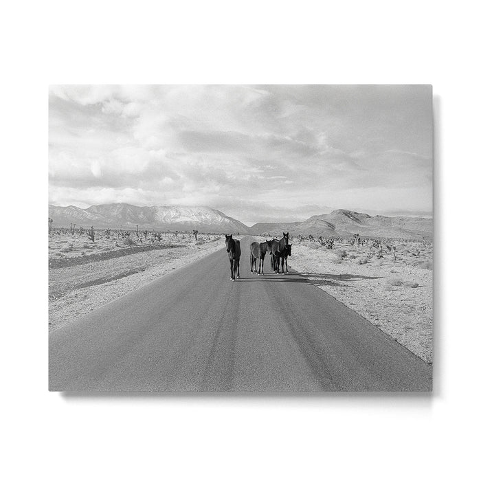 Spring Mountain Wild Horses Metal Print Gallery Image 1