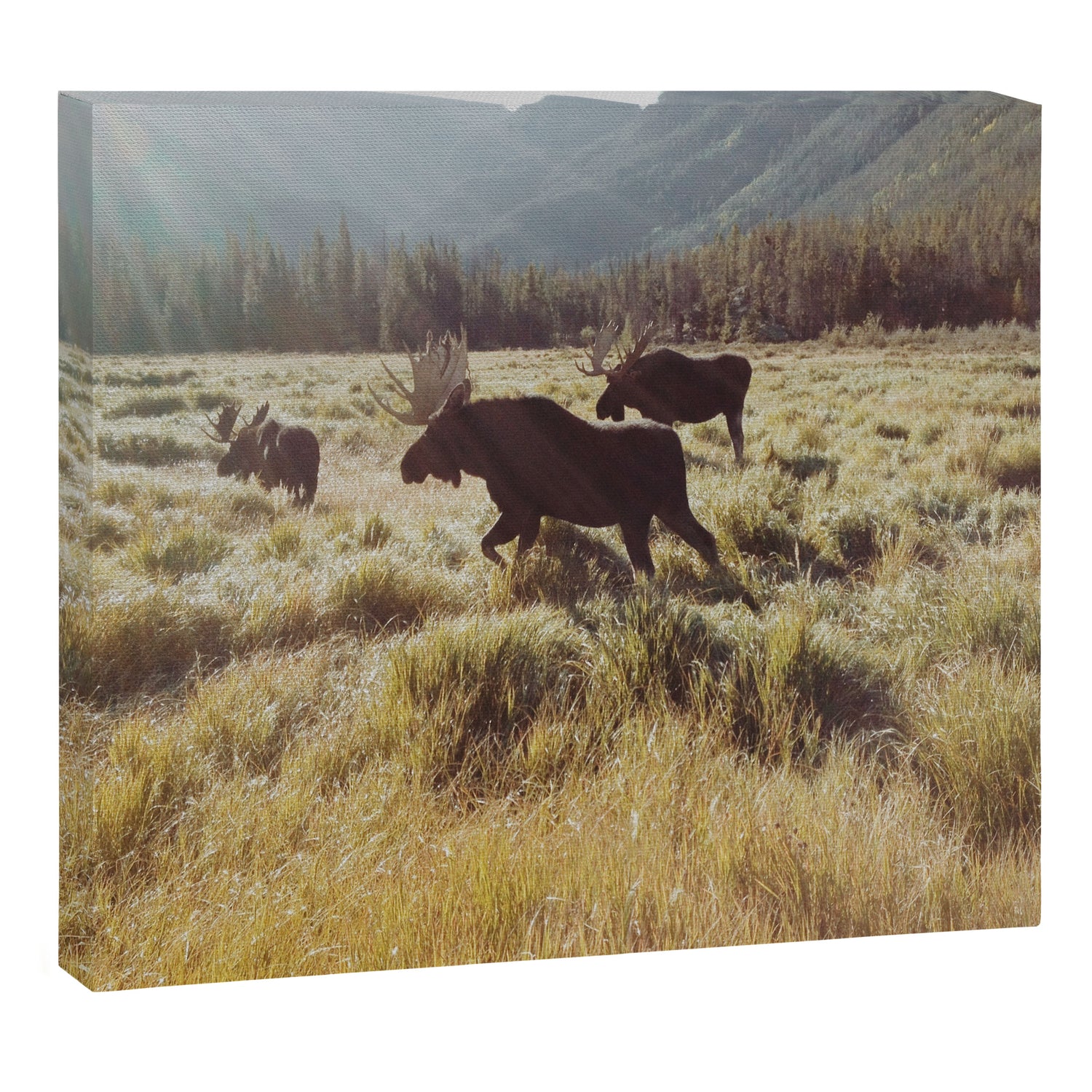 Three Meadow Moose Canvas Print Gallery Image 3