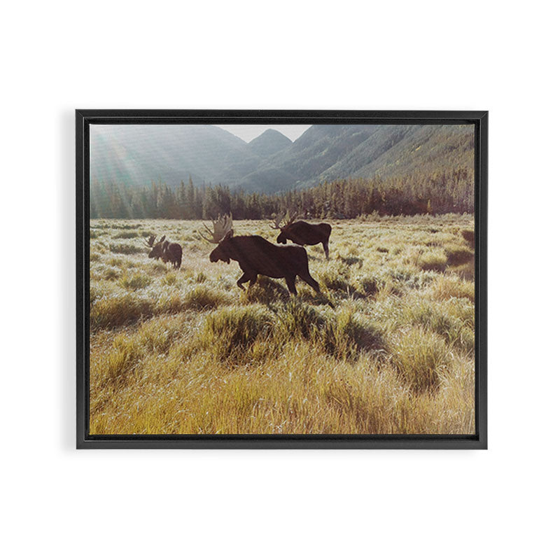 Three Meadow Moose Framed Canvas Print Gallery Image 3