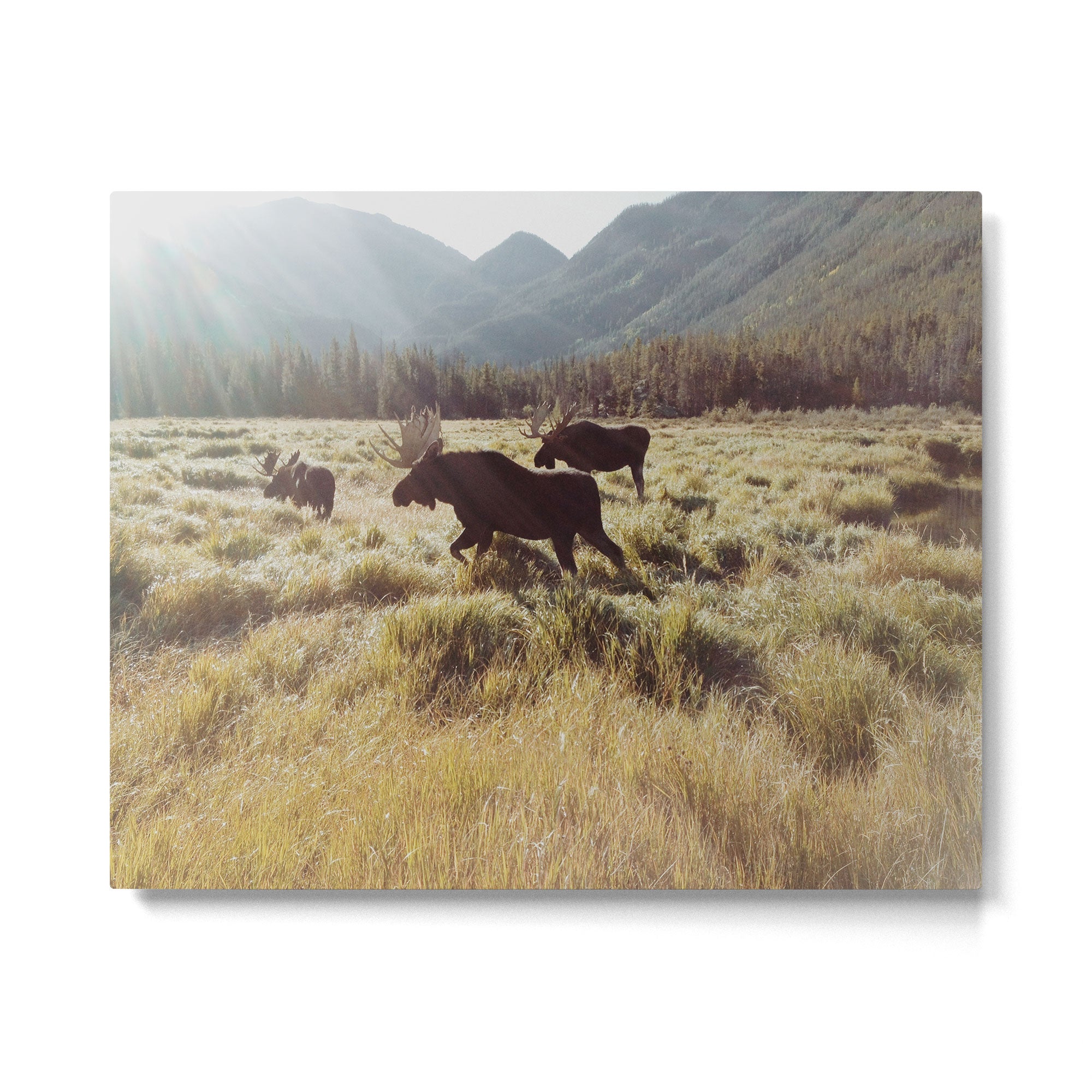 Three Meadow Moose Metal Print Gallery Image 4
