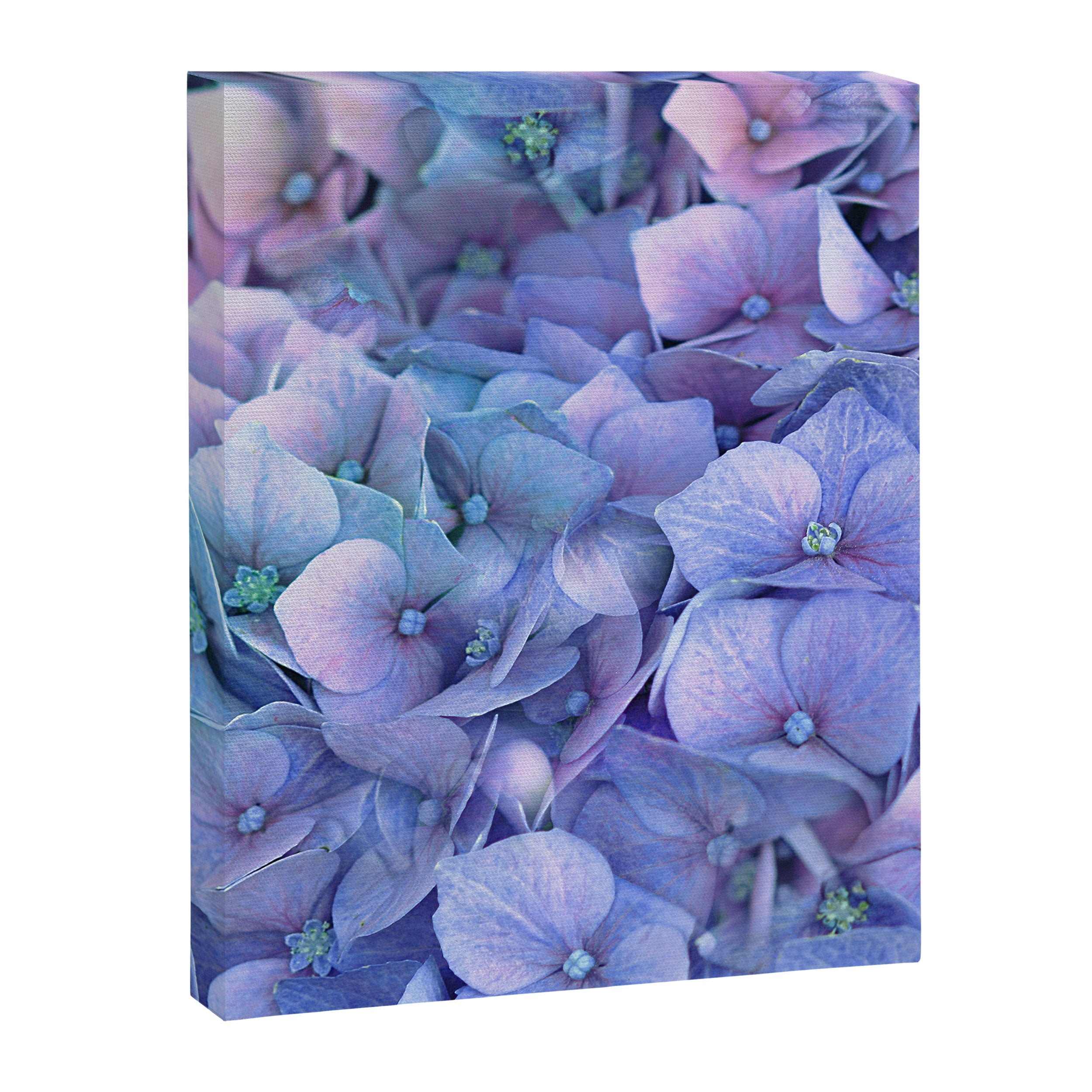 Hydrangea Canvas Print Gallery Image 8