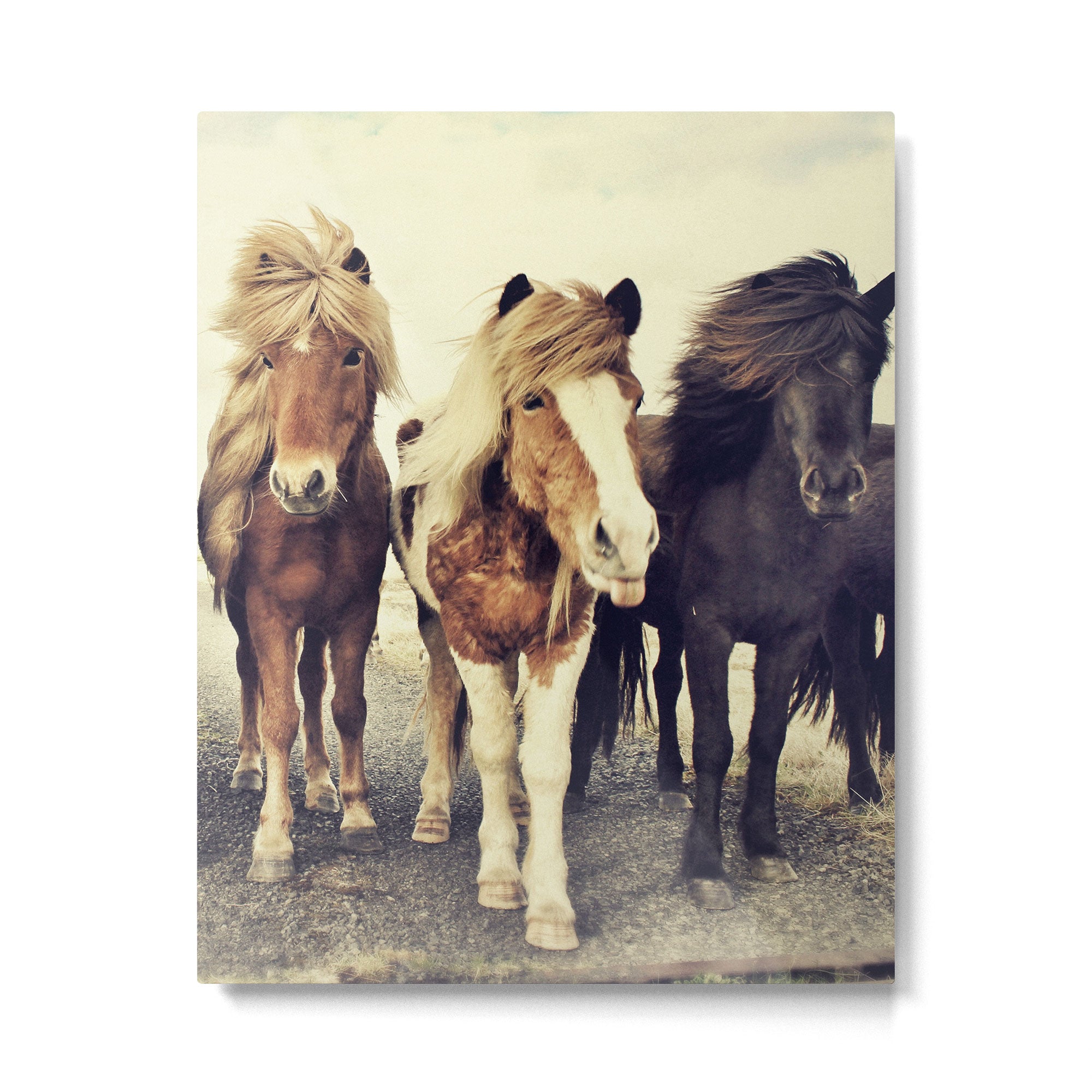 Horses Metal Print Gallery Image 4