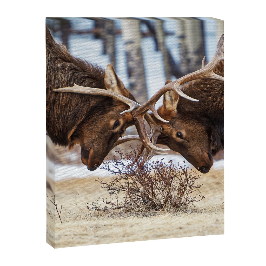 Elk In Rut Rocky Mountain National Park Colorado Wildlife Canvas Print Gallery Image 6