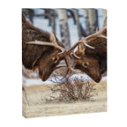 Elk In Rut Rocky Mountain National Park Colorado Wildlife Canvas Print Gallery Image 6