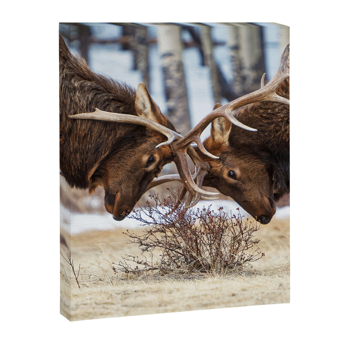 Elk In Rut Rocky Mountain National Park Colorado Wildlife Canvas Print Gallery Image 1