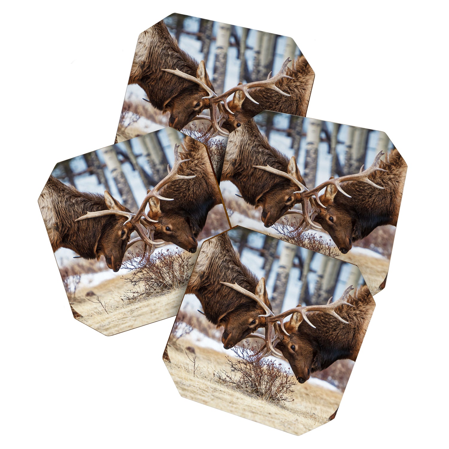 Elk In Rut Rocky Mountain National Park Colorado Wildlife Coaster Gallery Image 1