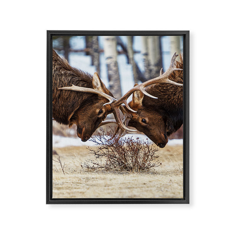 Elk In Rut Rocky Mountain National Park Colorado Wildlife Framed Canvas Print Gallery Image 6