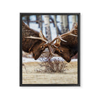 Elk In Rut Rocky Mountain National Park Colorado Wildlife Framed Canvas Print Gallery Image 6